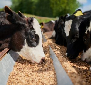 Arla Foods partners with Morrisons, Tesco, and Aldi to trial Bovaer® feed additive, aiming to reduce methane emissions in dairy farming.