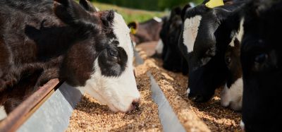 Arla Foods partners with Morrisons, Tesco, and Aldi to trial Bovaer® feed additive, aiming to reduce methane emissions in dairy farming.