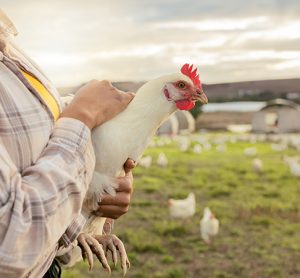 Aldi succeeds in cage-free mission