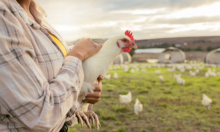 Aldi succeeds in cage-free mission