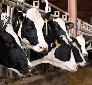 Center for Dairy Advancement and Sustainability founded to support Southeastern US dairies