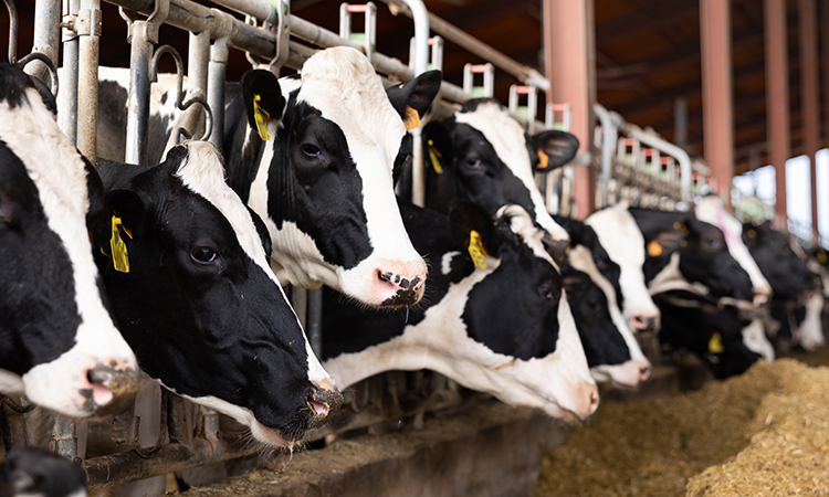 Center for Dairy Advancement and Sustainability founded to support Southeastern US dairies