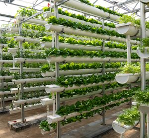 New grant awarded to support the progression of hydroponic food production