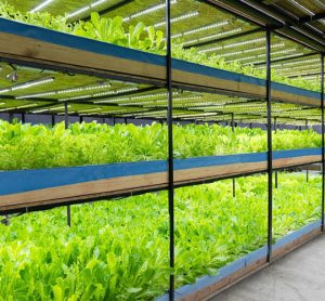 Smart lighting could be key to making vertical farming more cost-effective