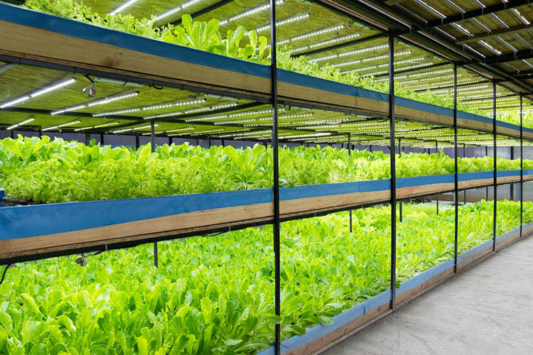 Smart lighting could be key to making vertical farming more cost-effective