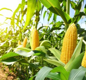 Tecnológico de Monterrey develops nutraceutical corn to address global food crisis