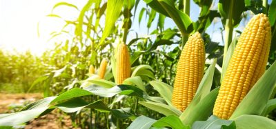 Tecnológico de Monterrey develops nutraceutical corn to address global food crisis