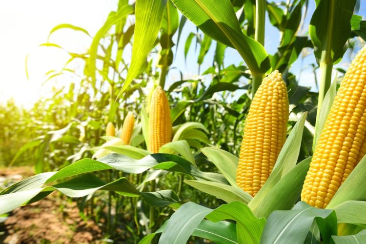 Tecnológico de Monterrey develops nutraceutical corn to address global food crisis