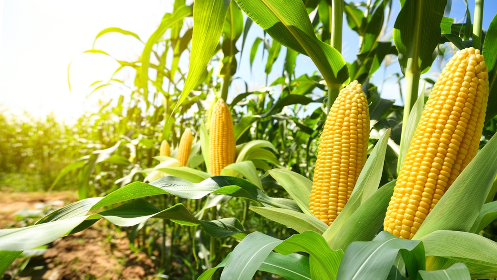 Tecnológico de Monterrey develops nutraceutical corn to address global food crisis