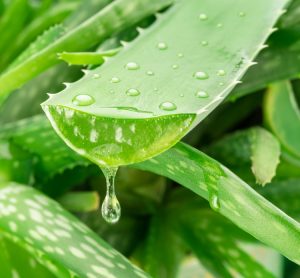 Researchers repurpose Aloe vera to improve taste, texture and scalability in cultured meat, offering an innovative and sustainable solution.