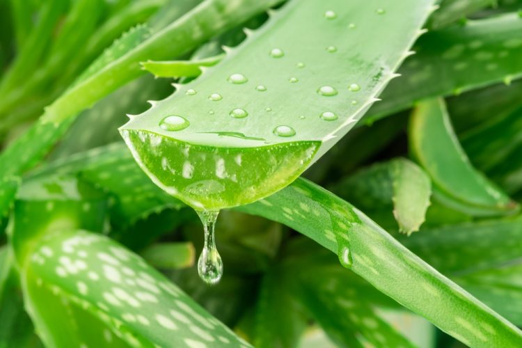 Researchers repurpose Aloe vera to improve taste, texture and scalability in cultured meat, offering an innovative and sustainable solution.