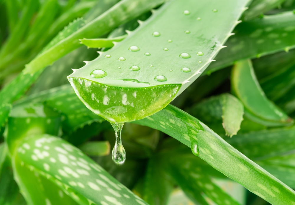 Researchers repurpose Aloe vera to improve taste, texture and scalability in cultured meat, offering an innovative and sustainable solution.