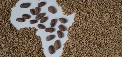 African Cocoa Marketplace launches new platform to boost global trade