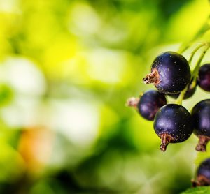 Suntory Beverage & Food leverages AI on blackcurrant farms to support UK biodiversity efforts