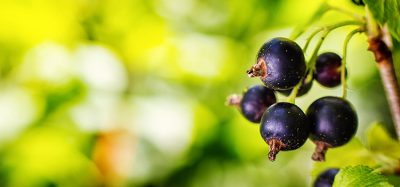 Suntory Beverage & Food leverages AI on blackcurrant farms to support UK biodiversity efforts