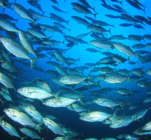 Carrefour joins global push for tuna transparency in supply chains