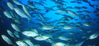 Carrefour joins global push for tuna transparency in supply chains