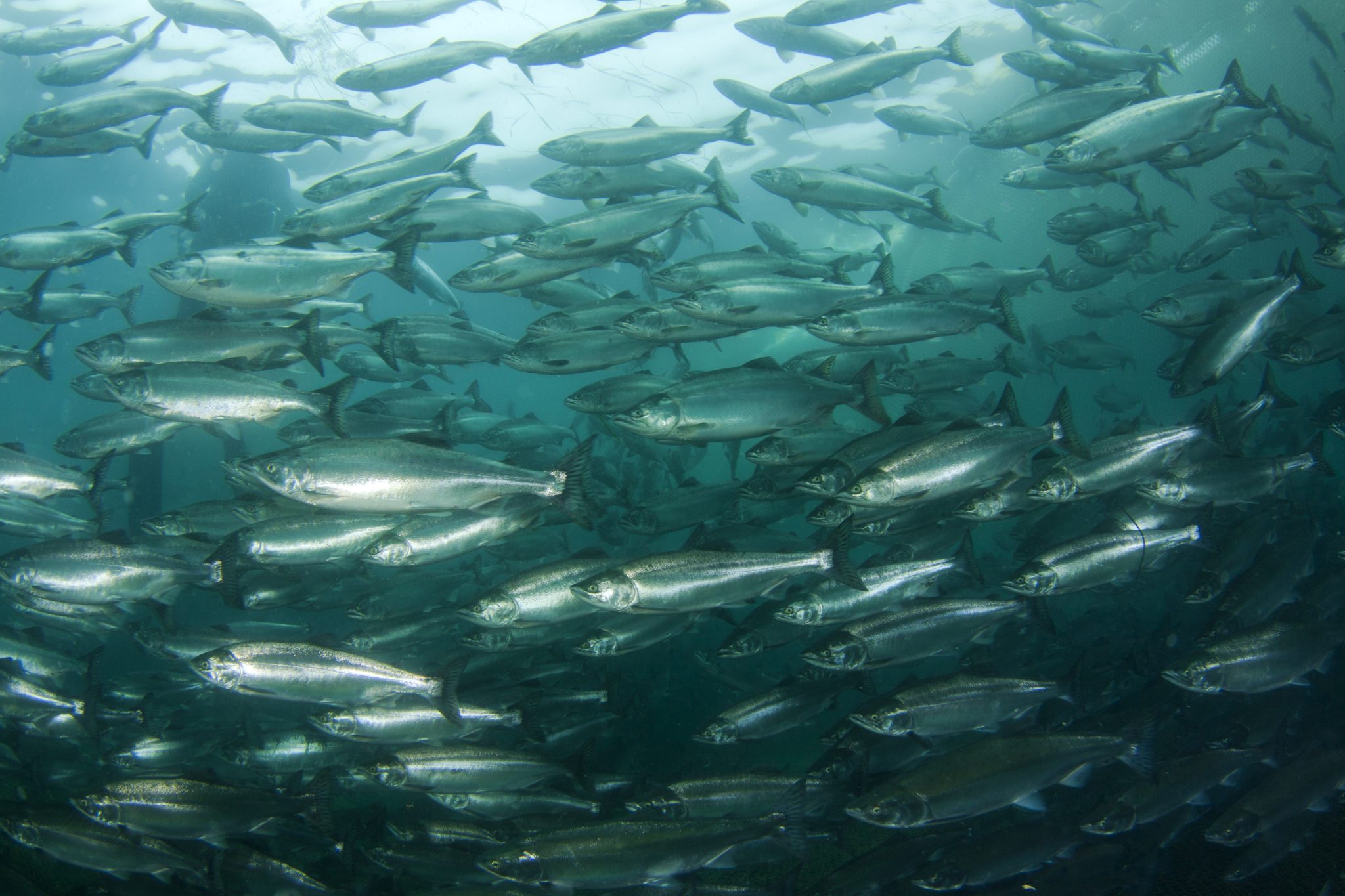 US reservoirs hold 7.7 billion pounds of fish, study finds - New Food ...