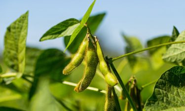 Soy sits at the centre of a more circular economy