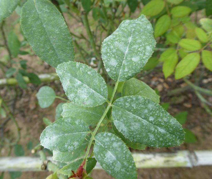 streptomycin fruit tree spray