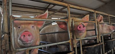 Chinese gangs spread rumours to exploit pork crisis, says report