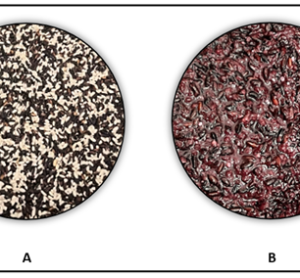 Two stages of tapuy rice wine production: (A) a mixture of black and white glutinous rice before fermentation, and (B) solid lees byproduct filtered out after fermentation.