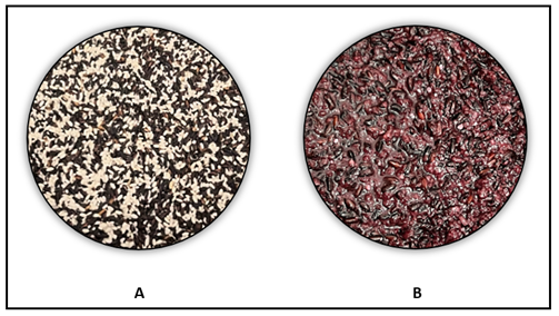 Two stages of tapuy rice wine production: (A) a mixture of black and white glutinous rice before fermentation, and (B) solid lees byproduct filtered out after fermentation.