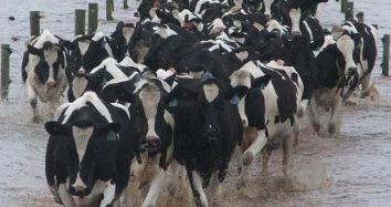 Victorian flood dairy cows