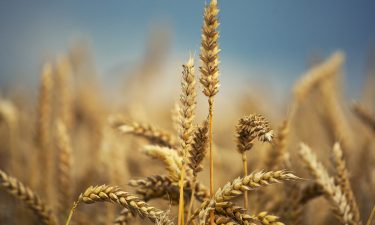 Study reveals why wheat and gluten intolerance is becoming more common